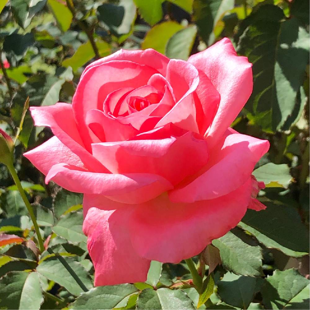 お出かけ先の画像 by うみさん | お出かけ先と薔薇と秋バラとピンクの花とGS映えとGS日和と植中毒と旧古河庭園と庭園と花のある暮らし