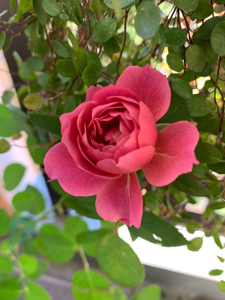 バルコニー/ベランダの画像 by satsuki6さん | バルコニー/ベランダと薔薇とバラ あおいとバラ・ミニバラとさいた✨とモーブピンクと薔薇愛同盟