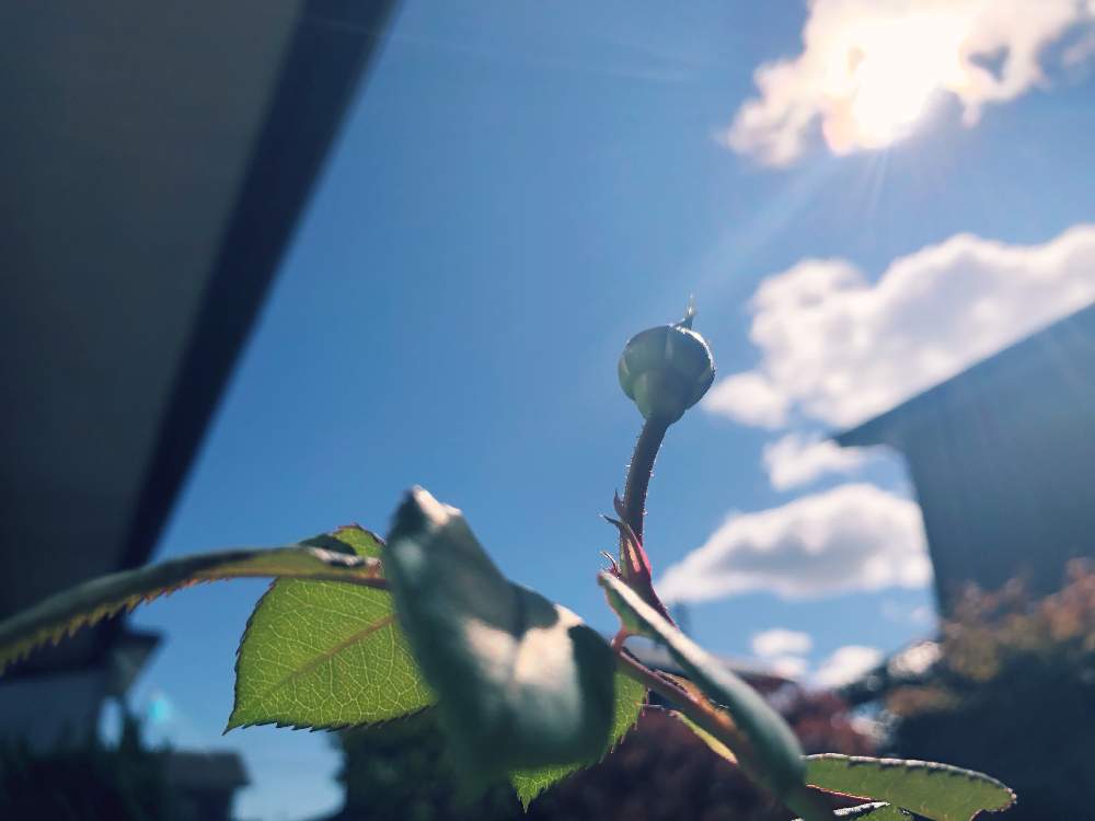 小さな庭の画像 by シエルさん | 小さな庭と季節を楽しむと庭の風景と薔薇に魅せられてと初心者と賃貸暮らしと暮らしを楽しむとありがとうと癒されるとオリビア☆と薔薇たちと薔薇 ほほえみと花のある暮らしとお庭と薔薇の花とミニ薔薇