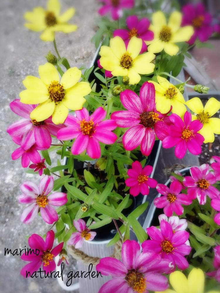 小さな庭の画像 by マリモ˙ᵕ˙⑅*さん | 小さな庭とお花を楽しむとお花大好きと被害に遭われた方々のお見舞い申し上げます。とナチュラルガーデンとおきにいり ♡とお花に癒されてとジニア❁とげんきもらえますとガーデニングと花のある暮らしと小さな花とげんき!といやし♪