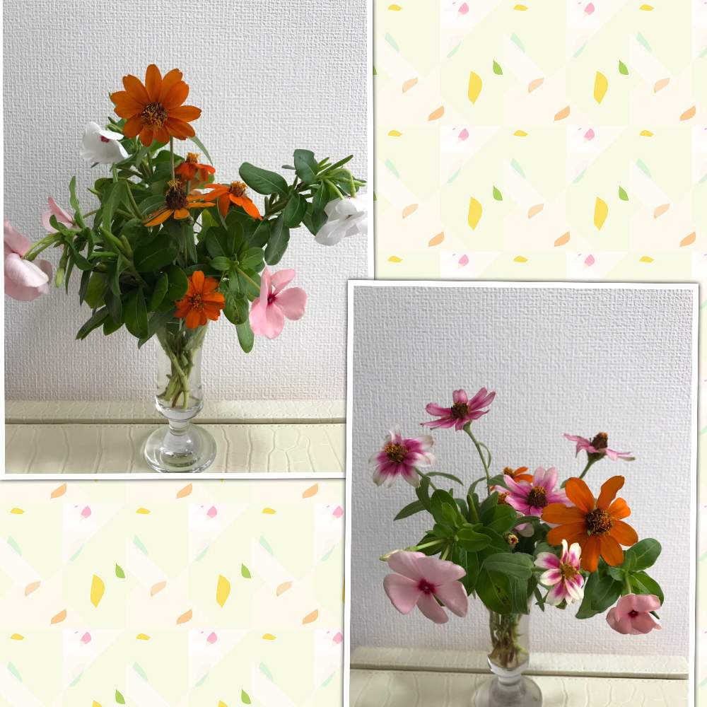 の画像 by ヒロコni nさん | 庭の花たちと夏の花と花のある暮らしと緑のある暮らし