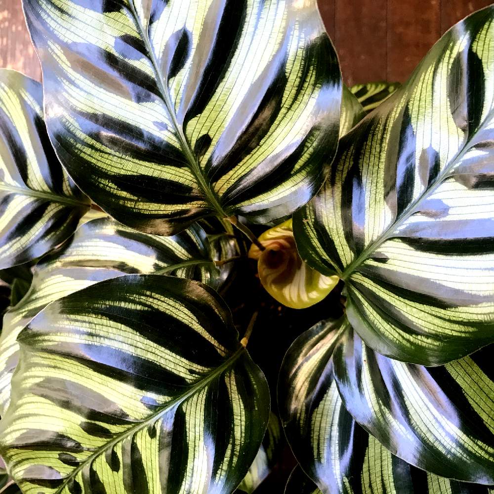 窓辺の画像 by junさん | 窓辺とカラテアと観葉植物と私の癒しと美しい葉とGS映えと植中毒とエキゾチック