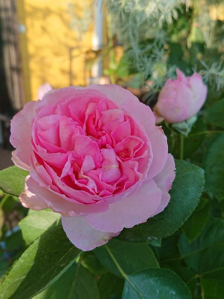 小さな庭の画像 by YUMIKOさん | 小さな庭と薔薇愛同盟と花が好き❤とかわいい♡と大好きと植中毒と綺麗と薔薇が好き❤ときれいな色と鉢植えといい香りと花のある暮らしとピンクイヴピアッチェと薔薇♪といい色♡
