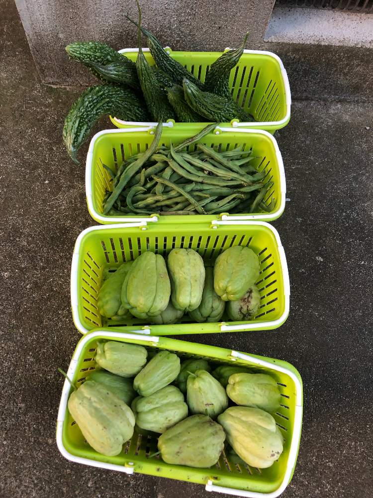 小さな庭の画像 by Mr. マーさん | 小さな庭と自家栽培の野菜達と今日の収穫とiPhone8と川崎市内