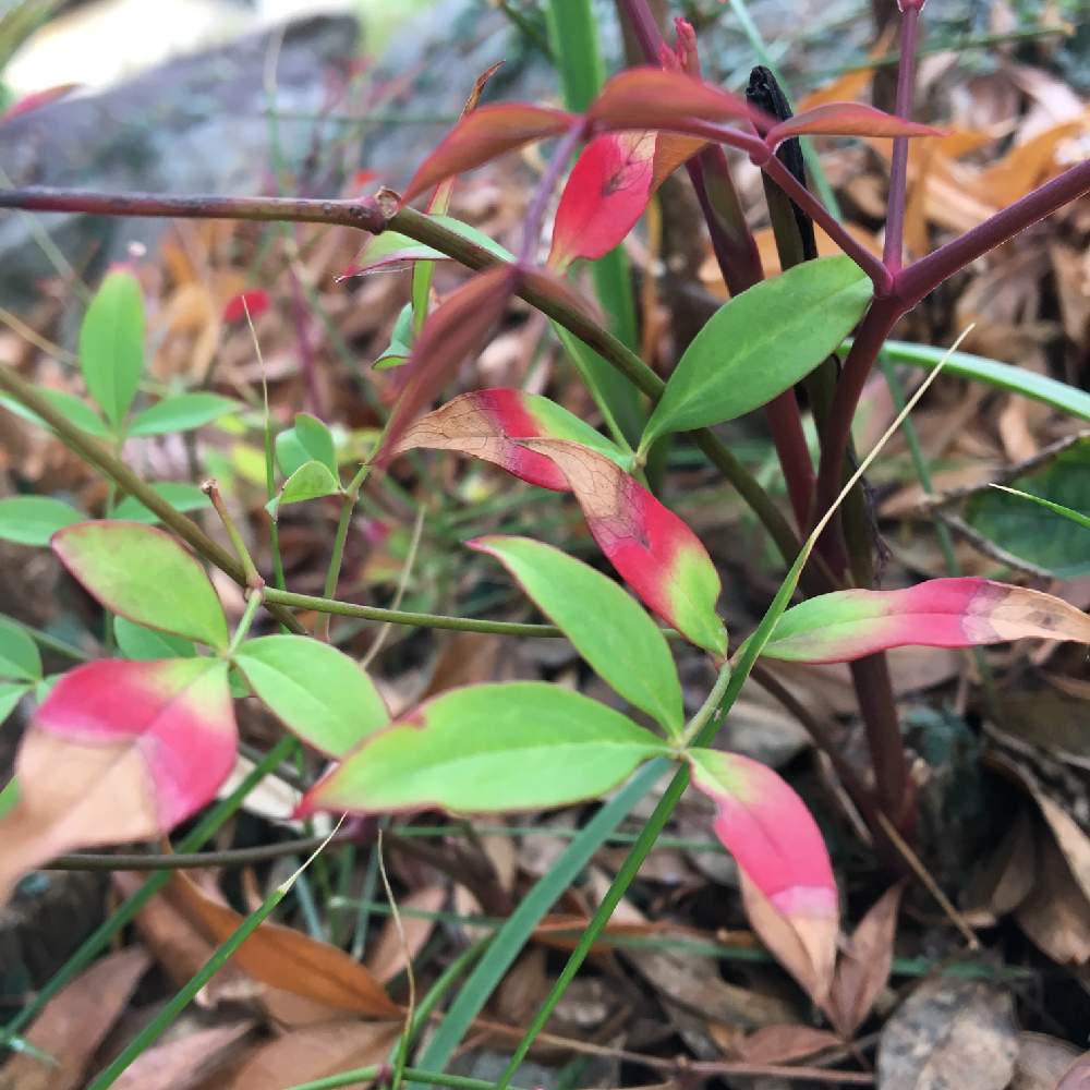の画像 by ミッキーさん | ナンテンと庭の植物と今日の一枚と秋の気配と紅葉してる?と癒しのひと時