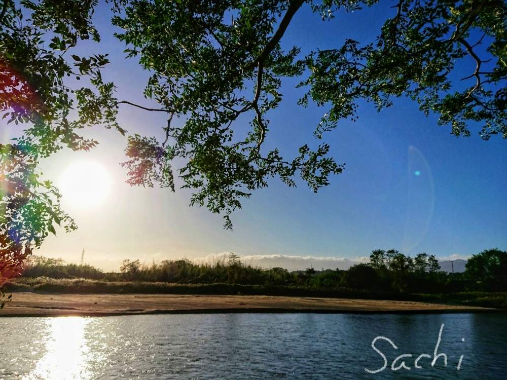 の画像 by sachiさん | センダンと残したい風景と夕日と水のある風景と堤防沿いと樹木の実と今日の花便りとさんぽみちと花のある暮らし