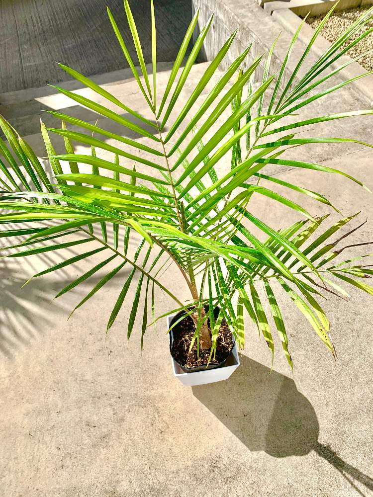 小さな庭の画像 by yoohsukeさん | 小さな庭とLytocaryum hoehneiと ヤシの木と観葉植物と南国とトロピカルとヤシ