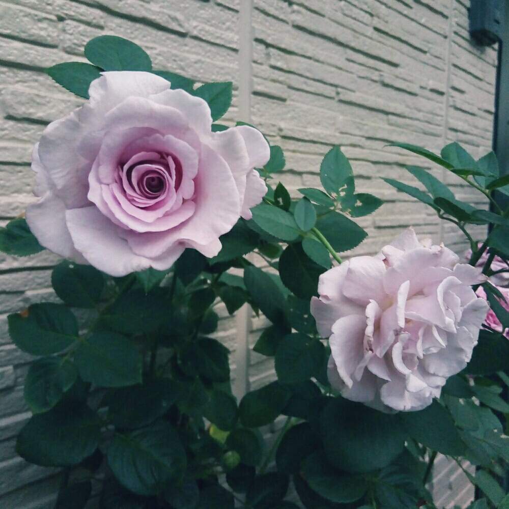 玄関の画像 by ひまわりさん | 玄関と薔薇 エターナルと薔薇に魅せられてといやされる♡といい香りと花のある暮らしと❤️大人色と清楚な白いお花と素敵