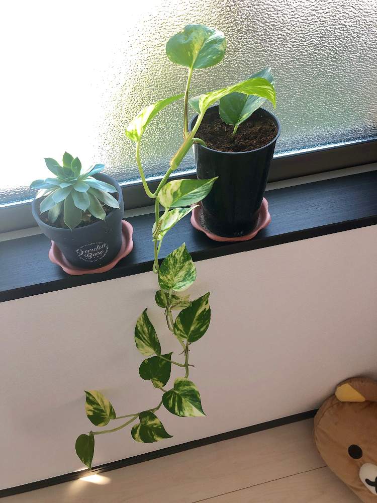 テラスの画像 by 悠悠さん | テラスと名前を教えて!とポトスと多肉植物と植物のある暮らしと雨の後と癒される空間と暮らしを楽しむと癒されると芽が出たと多肉初心者と緑と暮らす