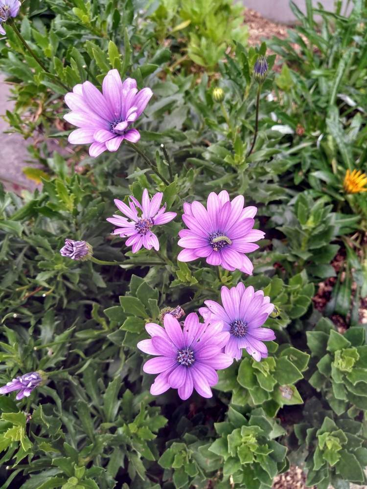 お出かけ先の画像 by shiba47さん | お出かけ先とオステオスペルマムと綺麗なお花とよそのお庭と東京荒川区