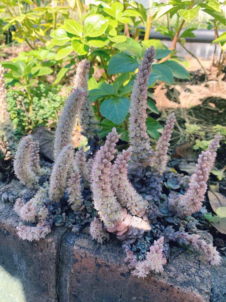 小さな庭の画像 by ゆかおんさん | 小さな庭と子持ち蓮華と多肉の花と多肉地植えと子持ち蓮華ドリルと放置多肉と多肉女子と茨城タニラー