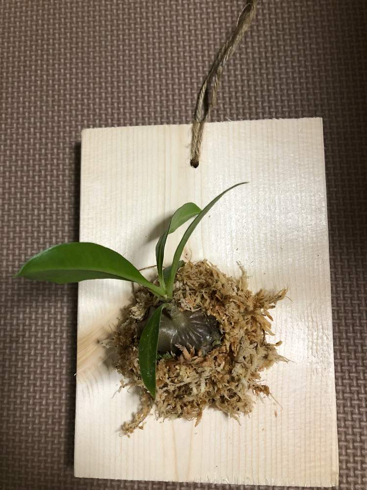 部屋の画像 by 脂肪で多肉さん | 部屋と塊茎植物と蟻の巣玉と珍奇植物と珍しい植物とアリの巣玉.