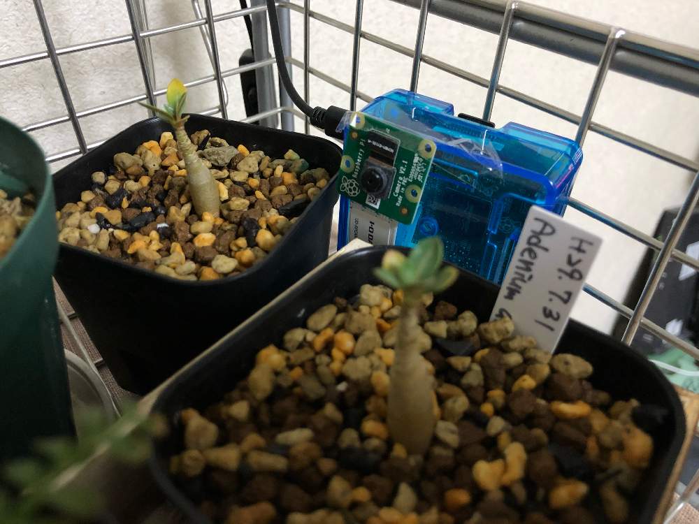 部屋の画像 by ちうさん | 部屋とアデニウムと初心者ですとアデニウム属と観葉植物と葉っぱとコーデックスと植中毒と実生記録と室内退避と実生と塊根植物と成長記録と珍奇植物と転倒注意と葉っぱ派とビザールプランツとLED