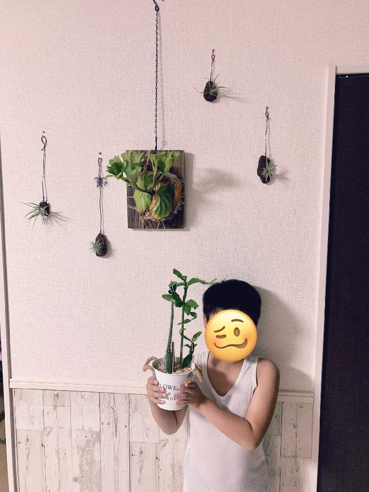 インテリアの画像 by きょうすけさん | インテリアと多肉植物とサボテン科と観葉植物と植物のある暮らしとグリーンのある暮らしと100均とダイソーとわが家の観葉植物❢と多肉植物のある暮らしと植中毒とリビングとブリキポットとジャングル化計画とインテリアグリーンとダイソー産と植物に癒されてとエアプランツとビカクシダ属と コウモリラン とビカクシダ・リドレイ