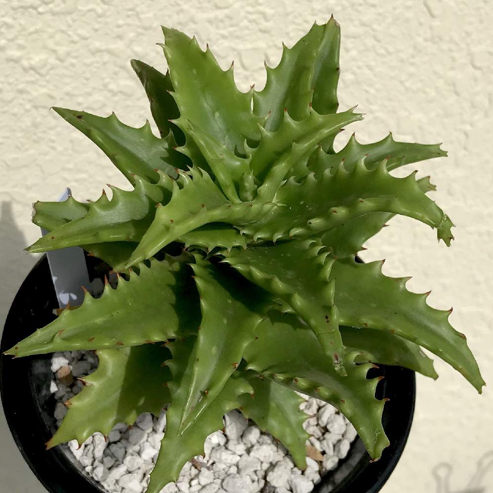 バルコニー/ベランダの画像 by たねさん | バルコニー/ベランダとアロエ コンゴレンシスとAloe congolensisと多肉植物と福岡とたねんちのアロエとアロエ属とaloe