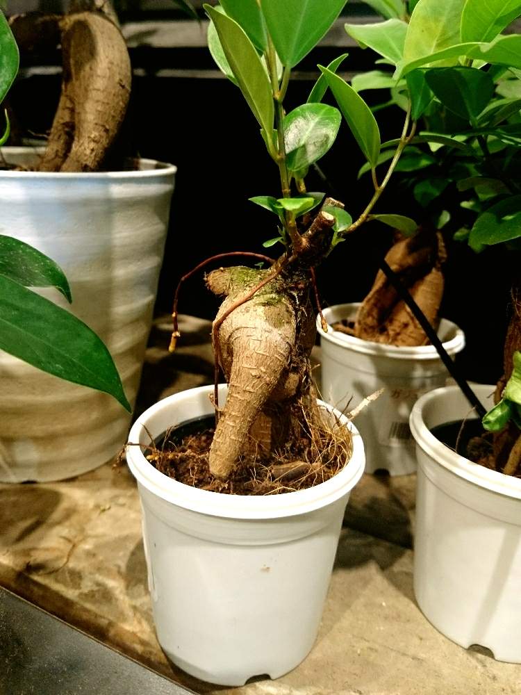 棚の画像 by スミスさん | 棚とかじゅまると観葉植物と観葉植物専門店