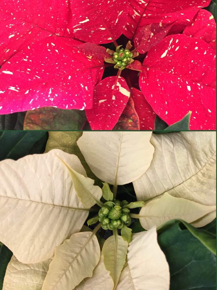 インテリアの画像 by akiさん | インテリアとポインセチア・red・whiteと10月14日のお花