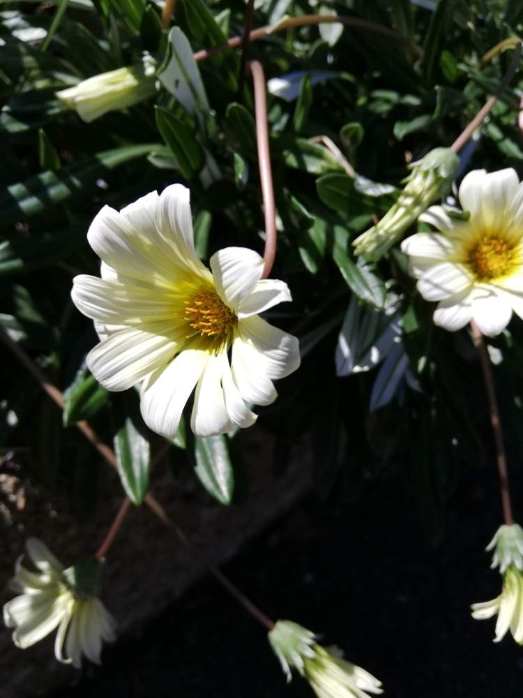 お出かけ先の画像 by リリーさん | お出かけ先と通りがかりの花と花咲く街角と台風一過の朝と秋風と爽やかと花のある暮らしと素敵!
