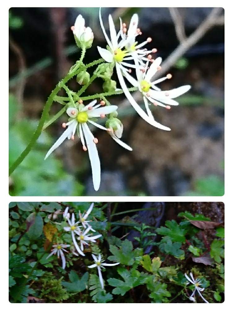 お出かけ先の画像 by おーじさん | お出かけ先とダイモンジソウと野草とお写ん歩と山野草と川辺の堤などでとお花探しと花のある暮らしとはじめてとやっと会えたね♡
