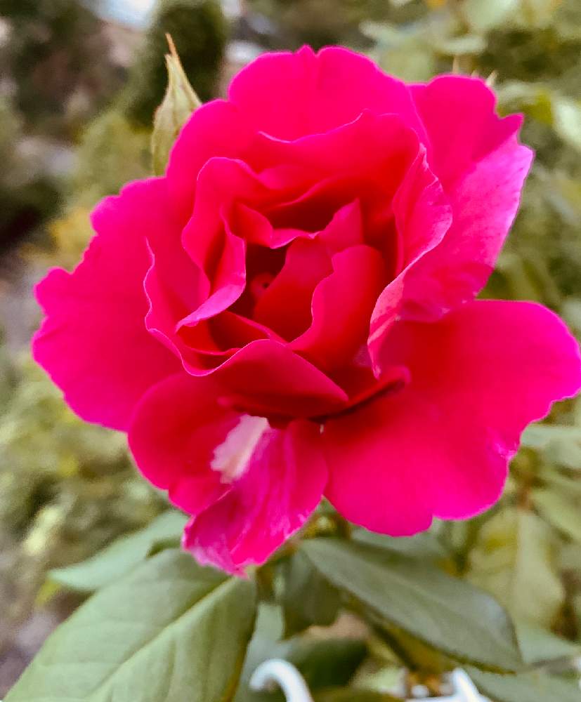 玄関の画像 by トニーニョさん | 玄関とギー・サヴォアと雨に輝くとばら バラ 薔薇と薔薇愛同盟と薔薇に魅せられてと花のある暮らしと薔薇♪とばら 薔薇 バラとバラ・ミニバラとロザリアン