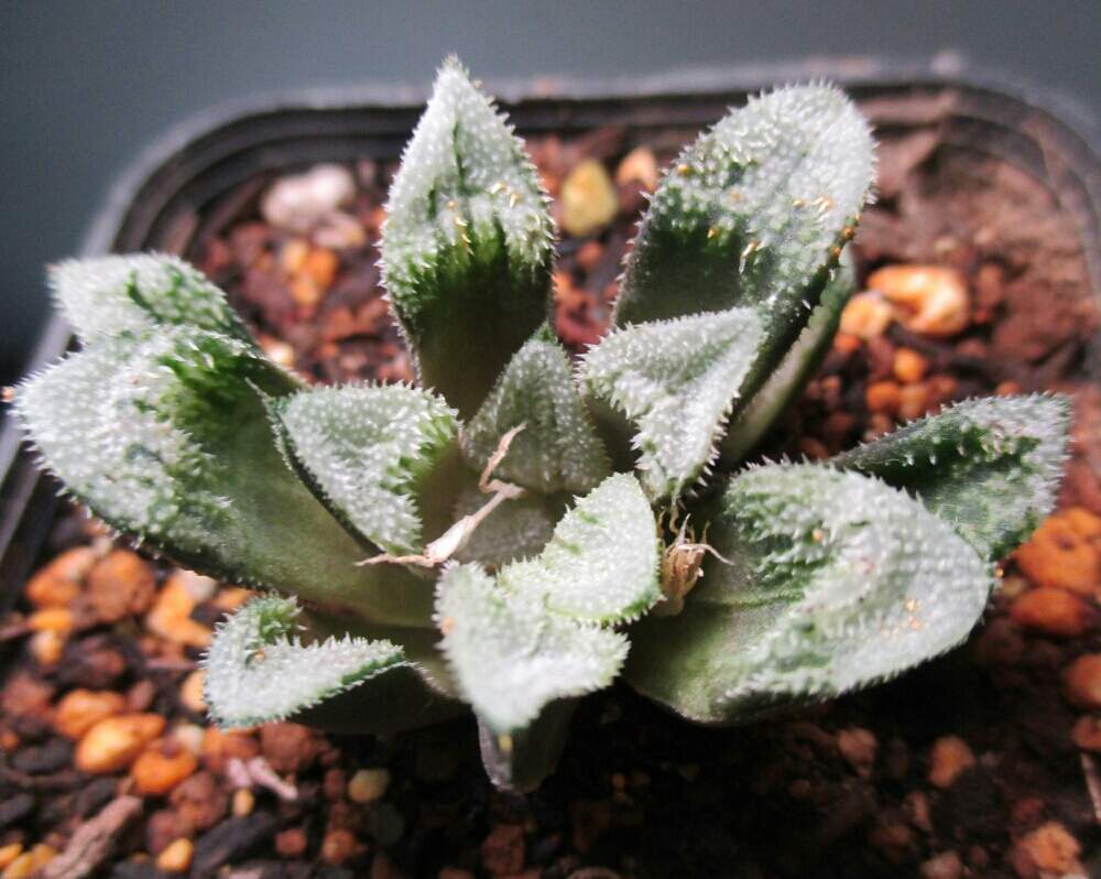 棚の画像 by tanikuharuさん | 棚と多肉中毒と多肉植物と観葉植物と我が家の多肉とハオルチア属と多肉大好きと植中毒と今日の一枚とピグモと多肉初心者