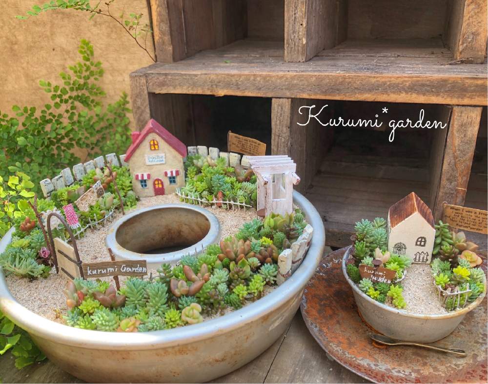 の画像 by くるみ*さん | セダムとセダム寄せと多肉植物 寄せ植えと箱庭と箱庭 多肉植物とヴィンテージとWSとイベントと古道具アレンジと手作りの庭と多肉寄せ植えWSとお誘いと多肉ワークショップとくるみガーデンと秋に作った寄せ植えフォトコンと古道具×greenとナチュラルスタイルと多肉と古道具とKurumi*gardenとプロトリーフとワークショップ と多肉寄せ植えワークショップとイベント告知と洗濯物のゆれる箱庭