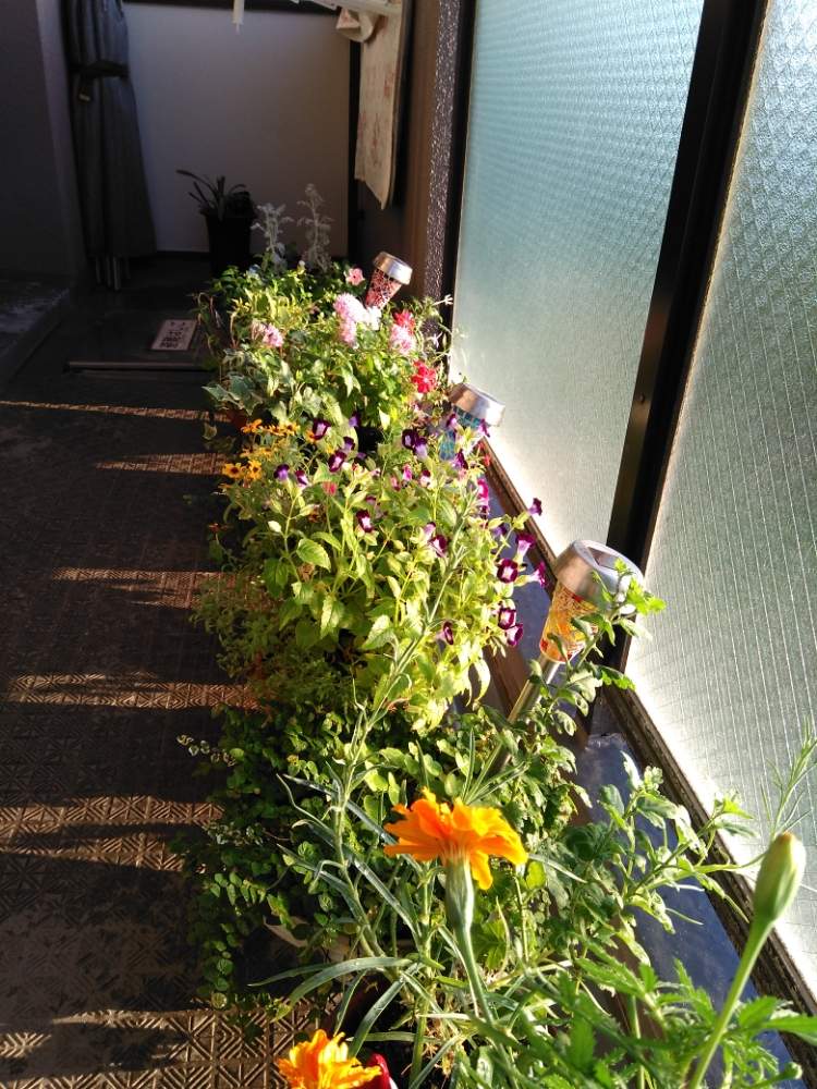 バルコニー/ベランダの画像 by じゅんさん | バルコニー/ベランダとペンタスの花と色とりどりの花とニチニチソウ♡と花いきいき元気と花のある暮らしと可愛い(=^・・^=)とリネアリスとトレニア☆とマリーゴールド♡