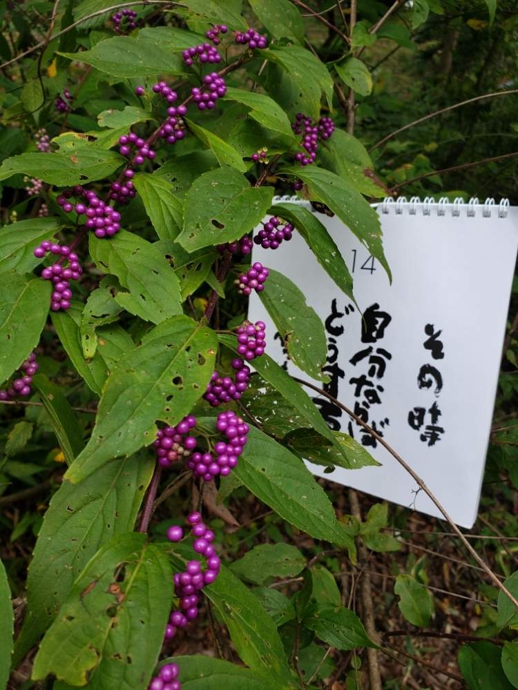 の画像 by こばちゃんさん | コムラサキと自然のままと花のある暮らしとお山の植物