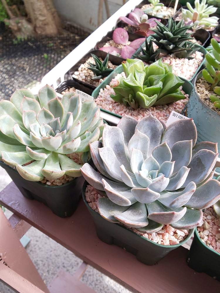 小さな庭の画像 by ろろさん | 小さな庭と多肉植物とエケベリア属ブルーフォーとエケベリア属ジャシリと多肉のある暮らしとエケベリア属とタニラーとタニク初心者