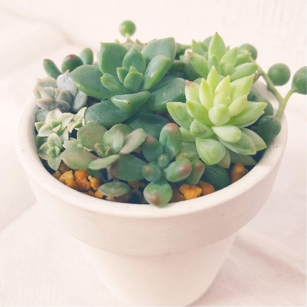 インテリアの画像 by うみさん | インテリアと樹氷とマッコスと寄せ植えとGS映えと多肉植物寄せ植えとGS日和と植中毒と緑のある暮らしと多肉女子とタニラーとちまちま寄せ