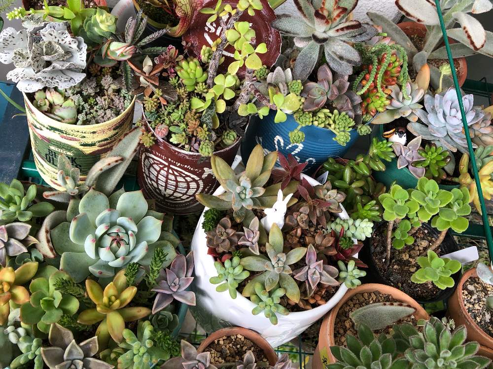の画像 by はーちゃんさん | 狭いベランダと多肉寄せ植えと山梨 ヤワラギ