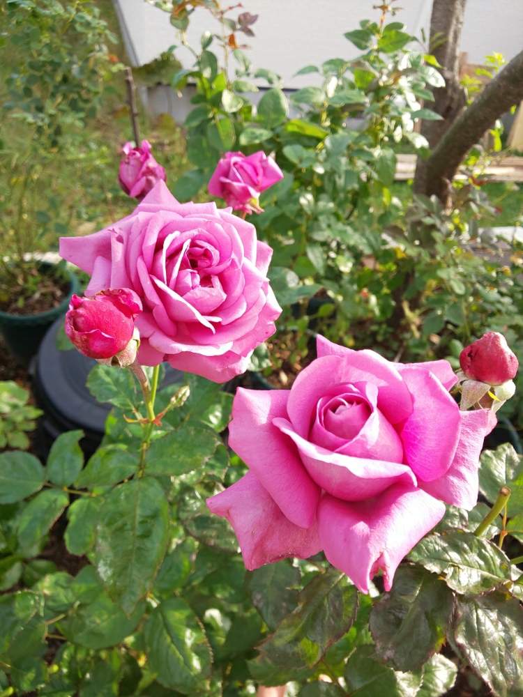 小さな庭の画像 by くましさん | 小さな庭とプラムパーフェクトと北海道と薔薇愛同盟と2019 くまし バラ