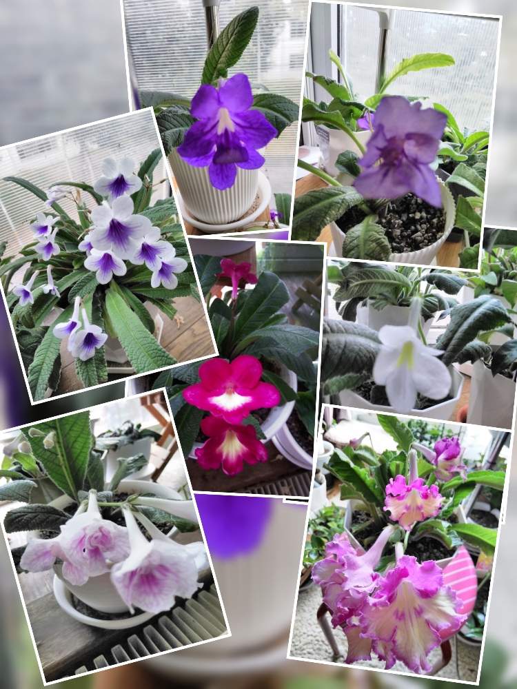 窓辺の画像 by ◎蘭菊◎さん | 窓辺とストレプトカーパスと花のある暮らしと植中毒と北海道からとストレプトカーパス記録用