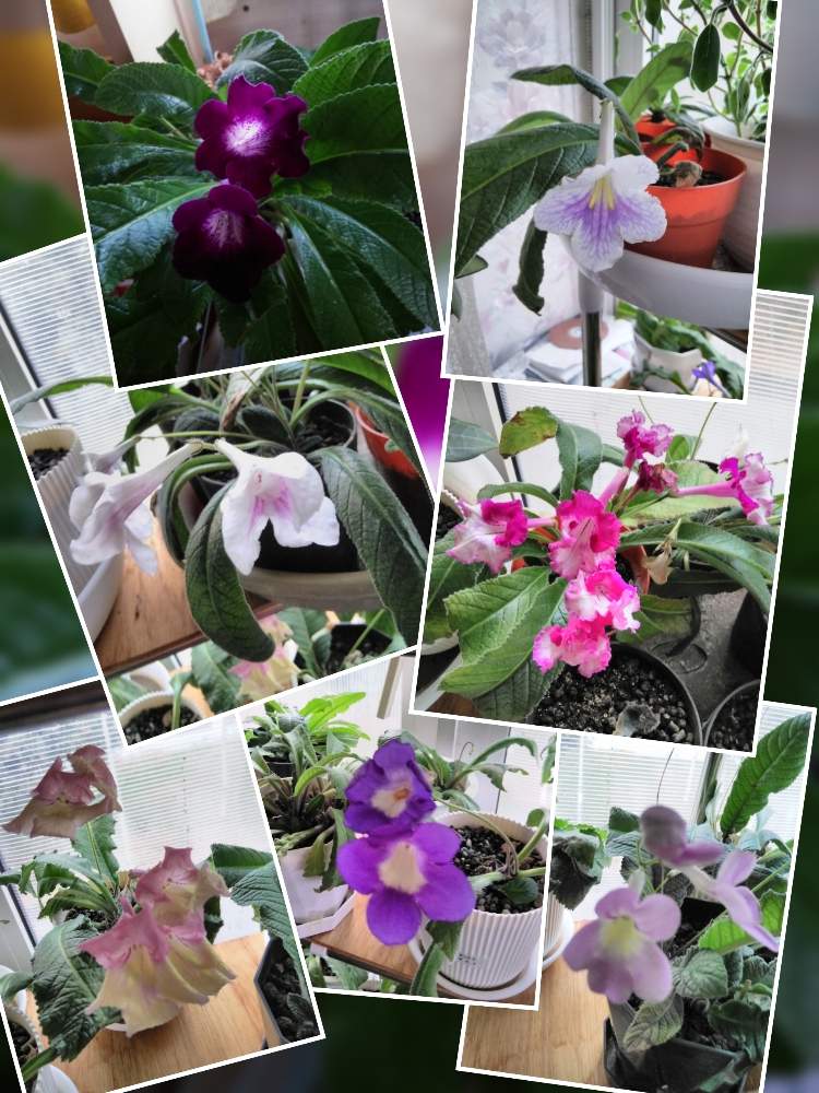 窓辺の画像 by ◎蘭菊◎さん | 窓辺とストレプトカーパスと花のある暮らしと植中毒と北海道からとストレプトカーパス記録用