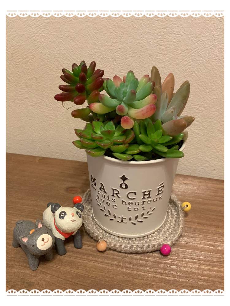 インテリアの画像 by tamako728さん | インテリアと多肉中毒と多肉植物と窓辺の植物たちとかわいい♡と手作り雑貨と癒しと多肉超初心者と多肉女子と多肉好きと花のある暮らしとリビング窓辺とちいさな葉っぱと多肉寄せ植えとタニクちゃんと多肉初心者とインテリアグリーン