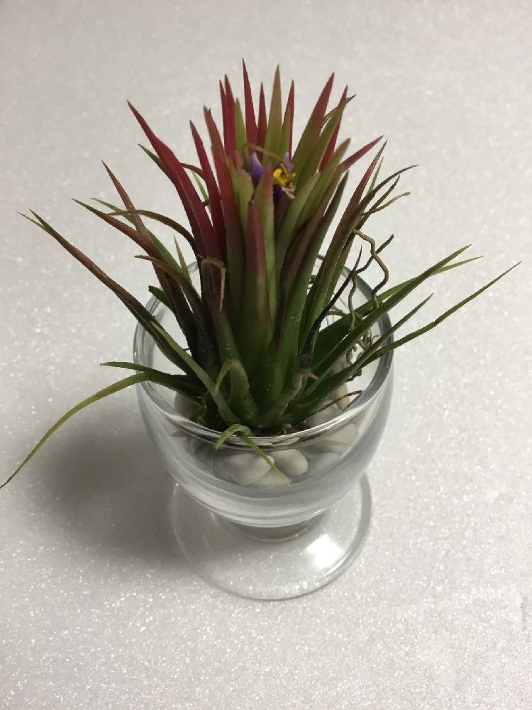 インテリアの画像 by Folioさん | インテリアとエアプランツと植中毒とエアプランツ 初心者