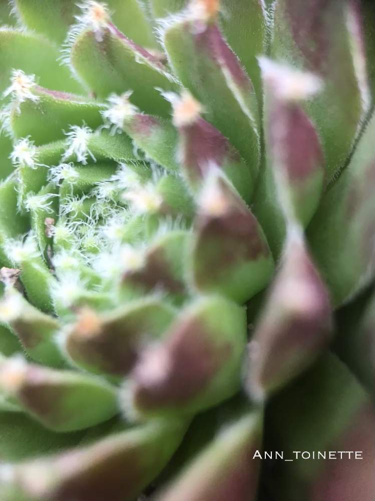 の画像 by Annさん | センペルと多肉植物とたにくと多肉大好きと#多肉#多肉植物#たにくと多肉ちゃんとGS映えとセンペルちゃんと多肉女子とたにくにくにくと多肉多肉多肉とiPhone撮影
