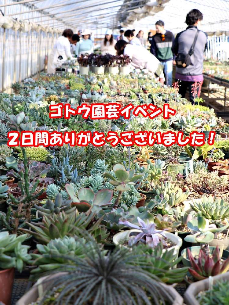 お出かけ先の画像 by asami さん | お出かけ先と東北と多肉植物寄せ植えとイベント出店とリメ鉢と多肉女子と多肉植物とサボテンとリメ缶・リメ鉢とタニラーと【こまち多肉部】とゴトウ園芸と秋田多肉とリメイク鉢
