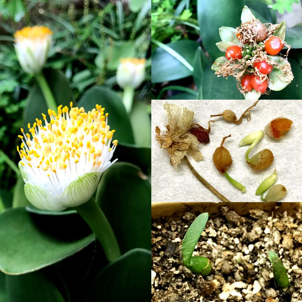 小さな庭の画像 by Mokihana87さん | 小さな庭と眉刷毛万年青(まゆはけおもと)とHaemanthus albiflosと眉刷毛万年青*と実家の庭とマユハケオモト♪とみどりの4コマ