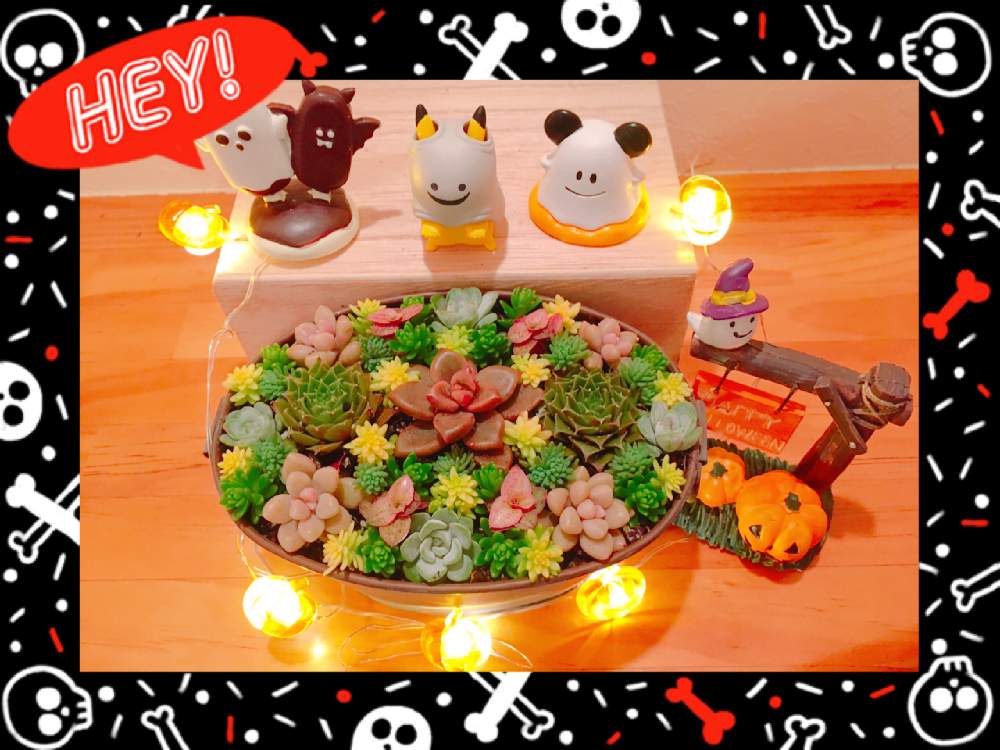 小さな庭の画像 by tsuyotsuyo!!さん | 小さな庭と多肉植物とミニ多肉と多肉男子と多肉植物 多肉の有るくらし