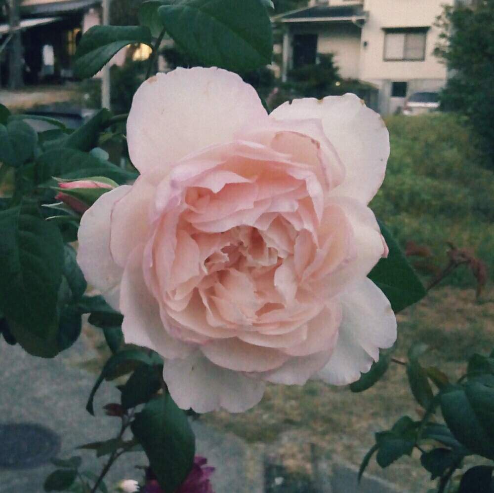 小さな庭の画像 by ひまわりさん | 小さな庭とザ・ジェネラス・ガーデナーとたのしみ♡とばら バラ 薔薇と薔薇に魅せられてといやされる♡と小さな花壇といい香りと花のある暮らしとかわいいな♡