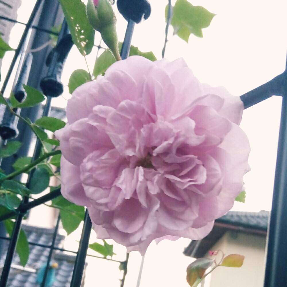 玄関の画像 by ひまわりさん | 玄関とレイニーブルーとたのしみ♡とばら バラ 薔薇と薔薇に魅せられてといやされる♡と花のある暮らしとかわいいな♡と❤️大人色