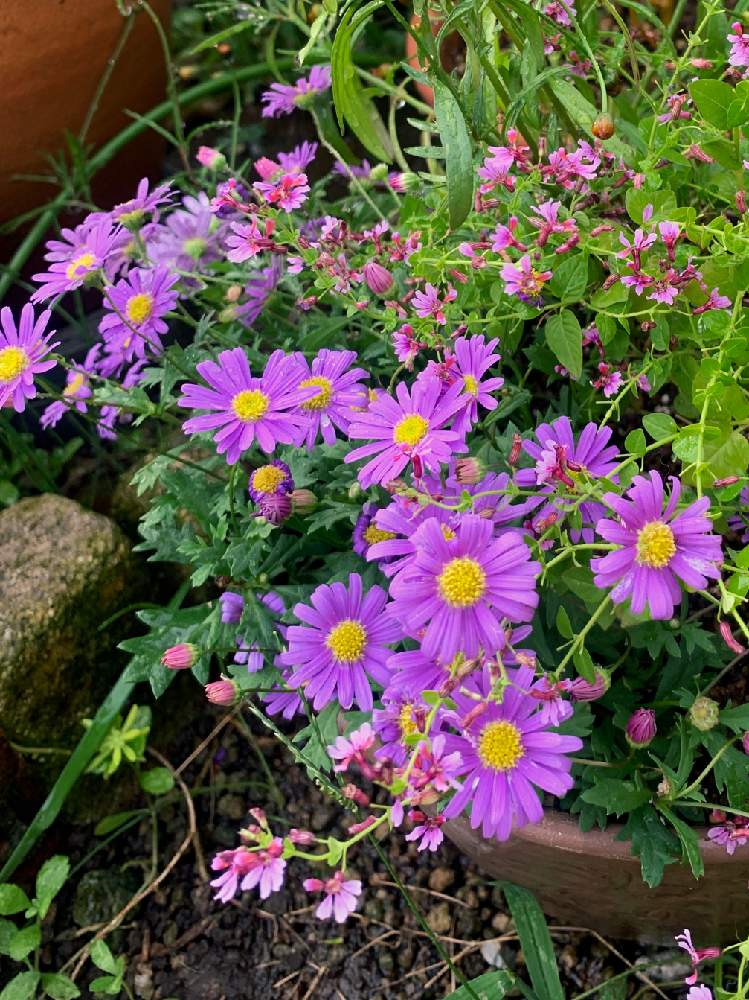 の画像 by まりさん | ブラキカムとクフェア キューフォリックとちいさな花とムラサキの花とピンクの花とガーデニングと花のある暮らしと植木鉢とみどりのあるくらし