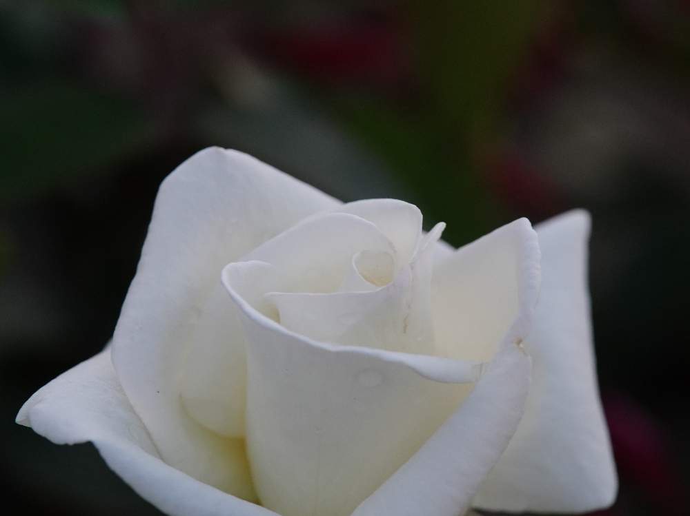 お出かけ先の画像 by quattroさん | お出かけ先と秋バラとバラ園とバラ特集とばら バラ 薔薇と近所の公園とお写んぽとお写ん歩と花のある暮らしとバラ・ミニバラとGREEN UP!とプラスチックスマート