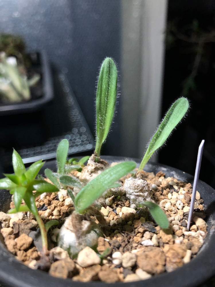 エクステリアの画像 by cphzさん | エクステリアとオーニソガラム ヒスピダムとOrnithogalum hispidumと球根植物