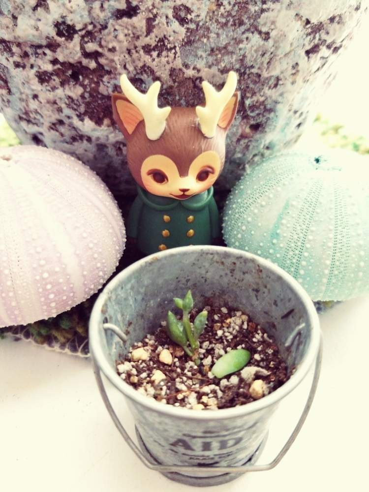 エントランスの画像 by _little_birdy_さん | エントランスと多肉植物と室内組と多肉植物のある暮らしと経過観察