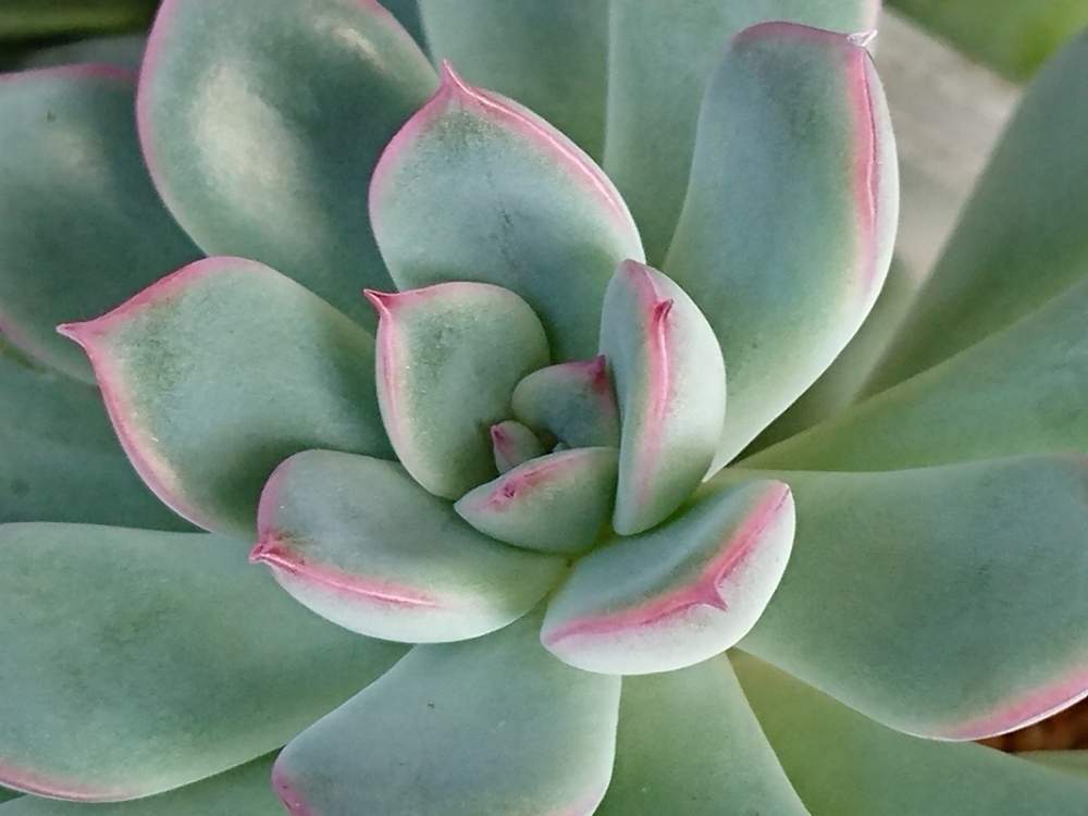 の画像 by *sunny*さん | ミロとわが家の多肉スペースと大好きと植中毒と綺麗とタニラーと色白さんとかわいいな♡とおきにいり~✴とお肉園