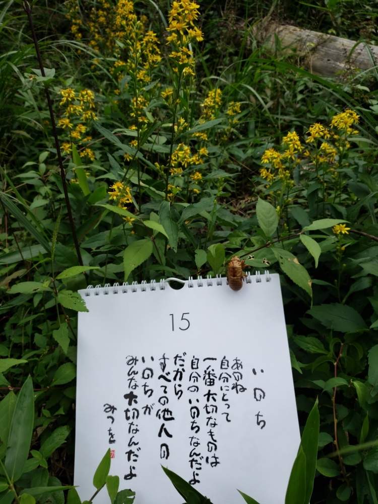 の画像 by こばちゃんさん | アキノキリンソウと自然のままとお山の植物