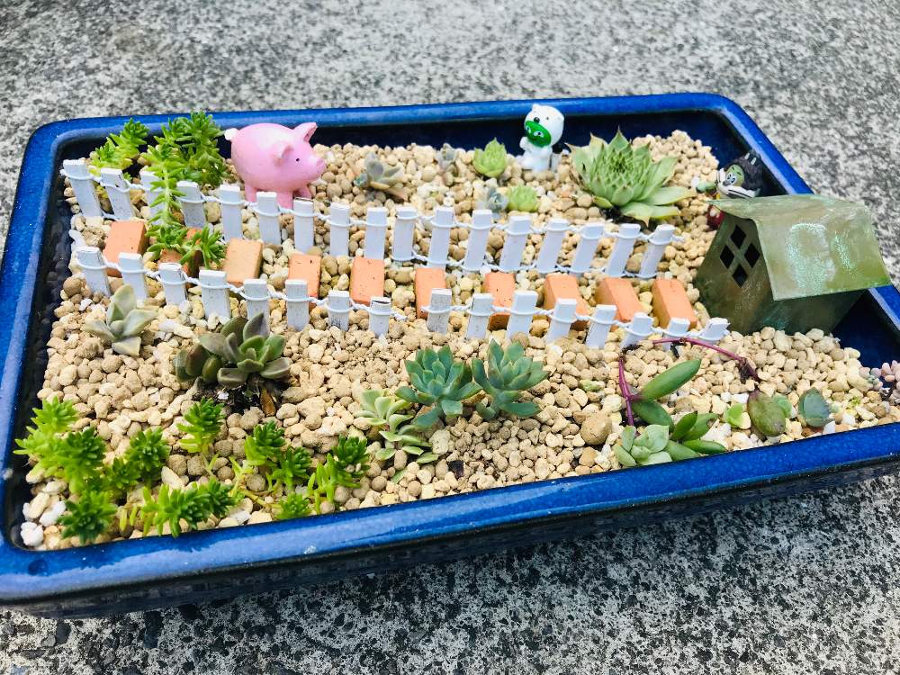 玄関の画像 by masayukiさん | 玄関と多肉植物とハコニワと小物のざっかとカット苗と多肉箱庭とイベントと寄植えと花のある暮らし