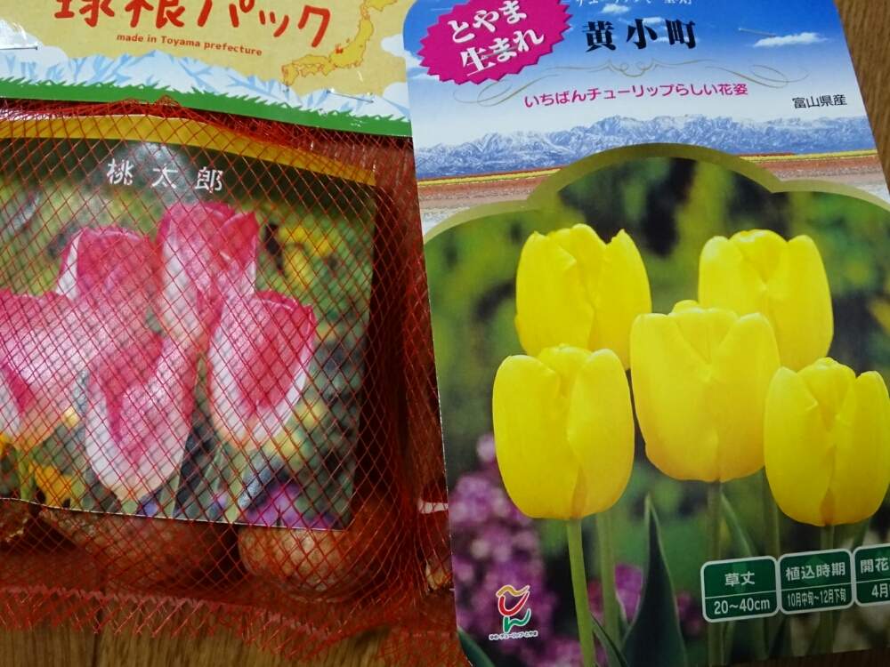 バルコニー/ベランダの画像 by ひで 兄さん | バルコニー/ベランダと花のある暮らし